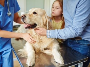 Owners bringing their pet to veterinarian