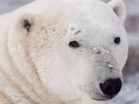 A polar bear sits along the shore of Hudson Bay near Churchill, Man. on Nov. 7, 2007.