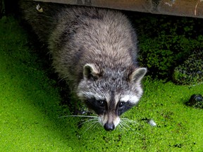 File photo of a raccoon. (iStock/Getty Images Plus)