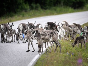 Reindeer walk across a road in Suomussalmi, Finland in a July 13, 2009 file photo. The first written account of Santa Claus having reindeer was in 1821, and since then most people have assumed the reindeer were male - but a scientist says those people would be wrong. (THE CANADIAN PRESS/AP-Vesa Moilanen/ Lehtikuva via AP)