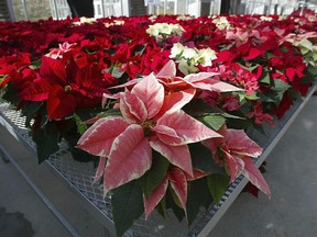 FILE - This Wednesday, Nov. 3, 2003 file photo shows hundreds of experimental poinsettias in colors of pink, red, white and even polka dot patterns, fill the University of Maryland Research Greenhouse Complex in College Park, Md. Pointsettias are not nearly as poisonous as a persistent myth says. Mild rashes from touching the plants or nausea from chewing or eating the leaves may occur but they aren't deadly, for humans or their pets. (AP Photo/Matt Houston)