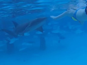 Sara Illig was bitten by a five-foot-long nurse shark during her recent Caribbean honeymoon. (YouTube/z c)