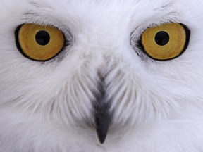 In this Dec. 14, 2017 photo a snowy owl stares prior to being released.