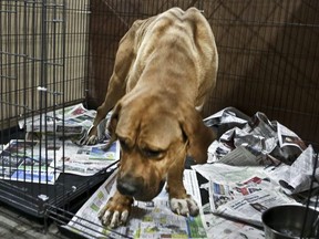 Ewa Demianowicz attends to a few of the 150 dogs that were saved from becoming a Korean meal on Wednesday December 13, 2017.