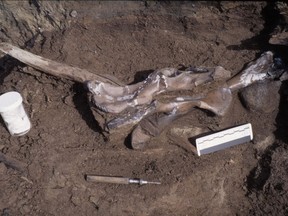 An excavated bear fossil is shown in a handout photo.