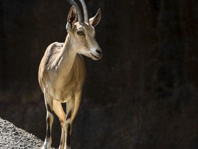 This September 2010 photo provided by the Los Angeles Zoo shows a female Nubian Ibex goat.