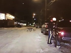 A cougar walks across the street as an RCMP officer attends to a traffic stop in Banff, Alta. in this handout image taken from an RCMP dash camera video.