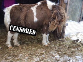 In this Facebook photo, Richard the pony stands in a barn after having lost part of his penis due to cancer and frostbite.
