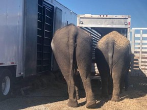 A pair of circus elephants stand on the side of the road in Oklahoma after trailer trouble.
