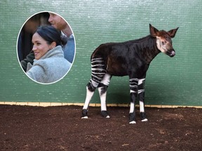 The newest arrival at ZSL London Zoo, Meghan, is photographed on Jan. 8, 2018 in London, U.K.