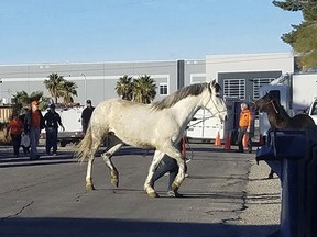 This photo provided by Nevada Voters for Animals shows police and animal control officers removing horses that were among hundreds of animals living in what authorities call deplorable conditions in northeast Las Vegas on Sunday, Jan. 21, 2018. (Gina Greisen/Nevada Voters for Animals via AP)