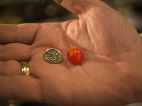In this Thursday, Jan. 4, 2018 photo, Israeli chef Shaul Ben Aderet holds a small "drop tomato" and an Israeli new shekel at one of his restaurants, in Tel Aviv, Israel. The "drop tomato" is about the size of a blueberry and Israel's Kedma company in the southern Arava desert says it is the smallest one ever developed in Israel, perhaps even in the world.
