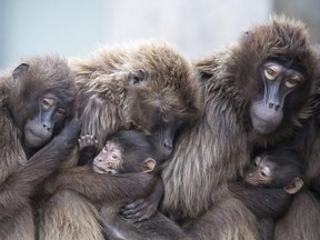 In this Jan 3, 2018 photo several female Gelada baboons, also known as bleeding-heart baboons, cuddle with their youngs in order to keep warm at the Wilhelma zoo in Stuttgart, Germany. Visitors were evacuated from the Paris Zoon after four baboons escaped their enclosure.