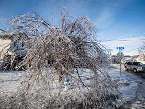 A motorist drives past a tree toppled by ice covering its branches due to a recent winter storm, in Abbotsford, B.C., on Monday January 1, 2018.