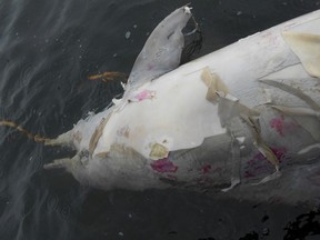 In this Friday, Dec. 29, 2017 photo provided by the Instituto Boto Cinza, a gray dolphin floats dead in the Bay of Sepetiba, on the coast of Rio de Janeiro State, Brazil.