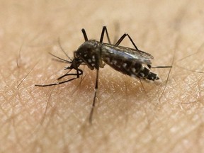 FILE - In this Jan. 18, 2016, file photo, a female Aedes aegypti mosquito, known to be a carrier of the Zika virus, acquires a blood meal on the arm of a researcher at the Biomedical Sciences Institute of Sao Paulo University in Sao Paulo, Brazil.