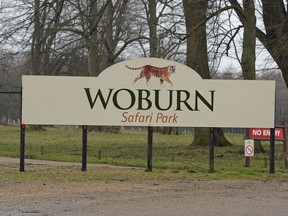 The sign for the  Woburn Safari Park in Woburn England Tuesday Jan. 2, 2018 . Officials say 13 monkeys have died in a fire at the safari park. The fire started early Tuesday morning in the monkey house at Woburn Safari Park.  A spokesman said staff and fire crews rushed to the scene but the 13 monkeys could not be saved. (John Stillwell/PA via AP)