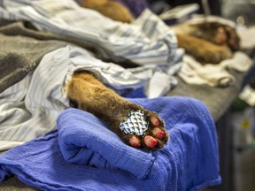 This Jan. 8, 2018 photo released by UC Davis shows the paw of a 5-month-old mountain lion cub after being fitted with a biologic bandage made of tilapia skin at the California Department of Fish and Wildlife and the University of California, Davis Veterinary Teaching Hospital in Rancho Cordova, Calif.