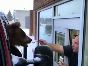 In this screenshot, Berkley the bear from Discovery Wildlife Park celebrates his birthday with a treat from Dairy Queen in Innisfail, Alta.