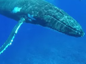 Whale biologiet Nan Hauser believes this humpback whale protected her from a nearby shark. (YouTube/Cater Clips)