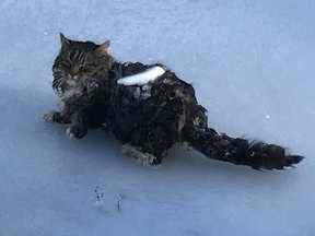 A cat was found frozen to a pond in Newton, N.H. on Thursday, Jan. 25, 2018.