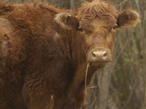 A cow is seen in a field in Fairview, Alta. on May 20, 2003. A farm cow in Poland escaped its pen and has been roaming with a herd of bison for three months.