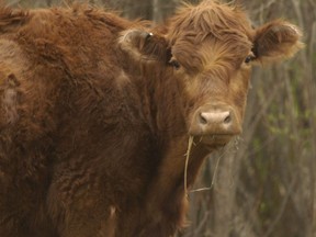 A cow is seen in a field in Fairview, Alta. on May 20, 2003.