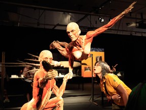 A woman examines an exhibit at a Body Worlds exhibit in Singapore on Monday, Oct. 26, 2009 in Singapore. An exhibition of plastinated human cadavers that has raised controversy elsewhere is being met with support at its first stop east of Montreal, a spokesman with the Nova Scotia Museum of Natural History says. THE CANADIAN PRESS/AP/Wong Maye-E