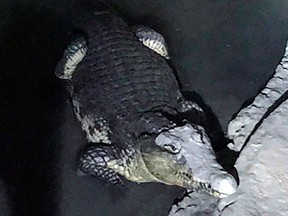 In this undated handout photo released by the Russian Interior Ministry official website on Friday, Jan. 19, 2018, a crocodile rests in a small pool of water dug in a concrete basement in St. Petersburg, Russia. (Russian Interior Ministry Press Service via AP)