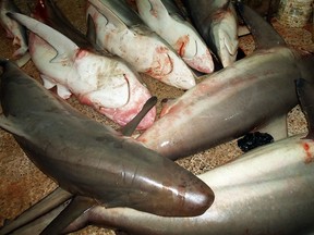 LEBANON-FISHING-SHARKS