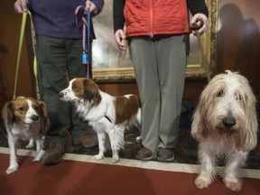 Juno, right, a grand basset griffon Vendeen , and Nederlandse kooikerhondje, Escher, left, and Rhett, center, are shown by their handlers during a news conference at the American Kennel Club headquarters, Wednesday, Jan. 10, 2018, in New York.