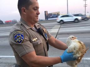 An officer from California Highway Patrol helped rescue one of nearly 20 chickens that ran through highway lanes near Los Angeles. (Twitter/CHP_SFS)