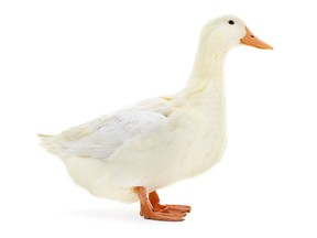 File photo of a duck. (Getty Images)