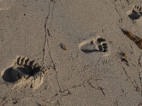 Footprints are seen in the sand as the sun rises over the beach in Miami Beach, Fla., on July 25, 2007.