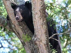 In this May 6, 2014, file photo, a black bear perches in a tree in Panama City, Fla.