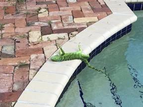 An iguana that froze lies near a pool after falling from a tree in Boca Raton, Fla., Thursday, Jan. 4, 2018.