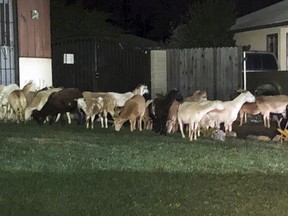 This photo provided by the West Covina, Calif., Police Department shows sheep, goats and a donkey strolling through the suburban West Covina neighborhood east of Los Angeles on Thursday, Jan. 25, 2018. (West Covina Police Department)