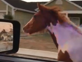 A Florida police officer tried to politely convince a runaway horse to stop. (Pasco Sheriff's Office)