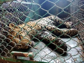 A leopard lies sedated inside a cage after being captured after a search operation by a wildlife team at the Maruti Suzuki plant in the Indian city of Gurgaon on October 6, 2017.