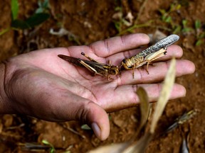 A farmer holds two Red Locusts in his hand on April 25, 2013 after a swarm of the insects passed through Ampandrabe, south west Madagascar