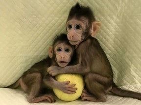 In this undated photo provided by the Chinese Academy of Sciences, cloned monkeys Zhong Zhong and Hua Hua sit together with a fabric toy.  (Sun Qiang and Poo Muming/Chinese Academy of Sciences via AP)