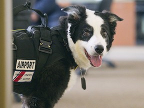 This undated photo shows Piper the dog at Cherry Capital Airport in Traverse City, Mich.