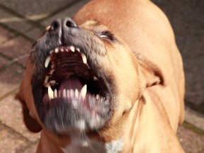 File photo of an enraged pit bull. (Getty Images)