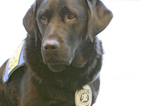 Calgary Police Service Trauma dog Hawk is shown following a day at the Calgary Courts Centre in Calgary, Alta on Tuesday December 2, 2014. The dog was with an assault victim on the stand during testimony to offer support. Jim Wells/Calgary Sun/QMI Agency