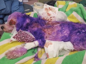 Officials say when Violet first arrived to the Pinellas County Animal Services after being found as a stray, her eyes were swollen shut, and she had obvious skin burns.