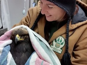 Larissa Deneault holds a golden eagle at an animal rehabilitation centre in Kamloops, B.C. in a handout photo. Staff at the rehabilitation centre typically don't know where their rescued animals originally came from, but a recently discovered golden eagle was able to reveal just that. THE CANADIAN PRESS/HO-BC Wildlife Park MANDATORY CREDIT