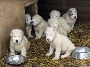 In this photo made from the footage taken from Russian Defense Ministry official web site on Tuesday, Jan. 2, 2018 shows a frame grab from a New Year greeting video with puppies who are raised and trained at a dog breeding center in Knyazhevo, 103 kilometers (64 miles) north of Moscow, Russia. (AP Photo/ Russian Defense Ministry Press Service)