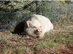 Photo of Molly, a potbelly pig that was adopted from the SPCA and then butchered and eaten by her new owners. (File Photo)