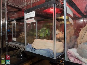 Terrariums sit on shelves after Edmonton Humane Society officials seized a large number of animals from a reportedly abandoned pet store at the West Edmonton Mall on Feb. 27, 2018.
