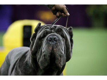 A Neapolitan Mastiff competes in the working group on the final night of the 142nd Westminster Kennel Club Dog Show at The Piers on February 13, 2018 in New York City. The show is scheduled to see 2,882 dogs from all 50 states take part in this year's competition. (Photo by Drew Angerer/Getty Images)